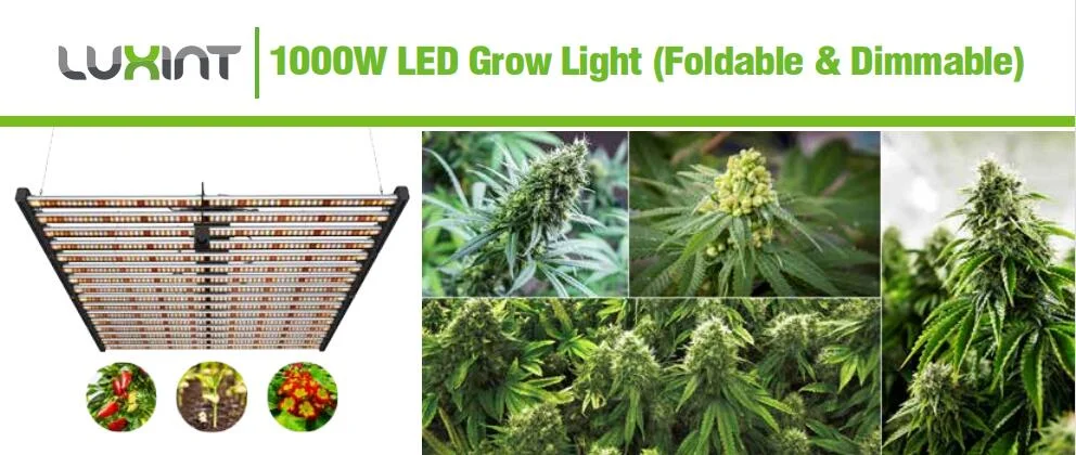 1000W-LED-Grow-light.webp